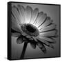 BW Gerbera 01-Tom Quartermaine-Framed Stretched Canvas