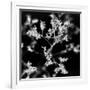 BW Gypsophilia-Tom Quartermaine-Framed Giclee Print