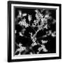 BW Gypsophilia-Tom Quartermaine-Framed Giclee Print