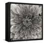 BW Mum Sq II-Erin Berzel-Framed Stretched Canvas