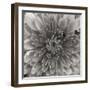 BW Mum Sq II-Erin Berzel-Framed Photographic Print