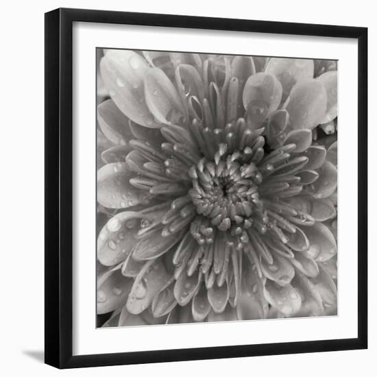 BW Mum Sq II-Erin Berzel-Framed Photographic Print