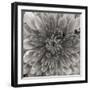 BW Mum Sq II-Erin Berzel-Framed Photographic Print