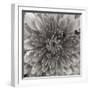 BW Mum Sq II-Erin Berzel-Framed Photographic Print