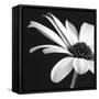 BW Osteospurmum 02-Tom Quartermaine-Framed Stretched Canvas