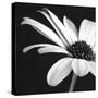 BW Osteospurmum 02-Tom Quartermaine-Stretched Canvas