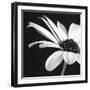 BW Osteospurmum 02-Tom Quartermaine-Framed Giclee Print