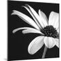 BW Osteospurmum 02-Tom Quartermaine-Mounted Giclee Print