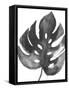 BW Palm II-PI Studio-Framed Stretched Canvas