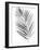 BW Palm IV-PI Studio-Framed Art Print