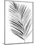 BW Palm IV-PI Studio-Mounted Art Print