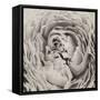 BW Peony-Aledanda-Framed Stretched Canvas