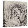 BW Peony-Aledanda-Stretched Canvas