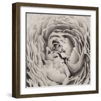 BW Peony-Aledanda-Framed Photographic Print