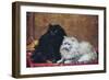 BW Persian Cats-null-Framed Art Print