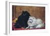 BW Persian Cats-null-Framed Art Print