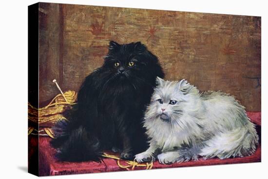 BW Persian Cats-null-Stretched Canvas
