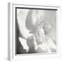 BW Rose Sq I-Alan Hausenflock-Framed Photographic Print