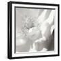 BW Rose Sq II-Alan Hausenflock-Framed Photographic Print