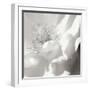 BW Rose Sq II-Alan Hausenflock-Framed Photographic Print