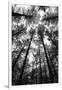 BW Tall Forest-Tom Quartermaine-Framed Giclee Print