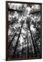 BW Tall Forest-Tom Quartermaine-Framed Giclee Print