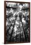 BW Tall Forest-Tom Quartermaine-Framed Giclee Print