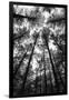 BW Tall Forest-Tom Quartermaine-Framed Giclee Print