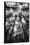 BW Tall Forest-Tom Quartermaine-Framed Stretched Canvas