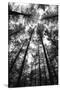 BW Tall Forest-Tom Quartermaine-Stretched Canvas