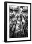 BW Tall Forest-Tom Quartermaine-Framed Giclee Print