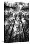 BW Tall Forest-Tom Quartermaine-Stretched Canvas