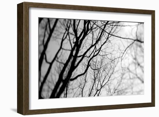 BW Trees 02-Tom Quartermaine-Framed Giclee Print