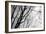 BW Trees 02-Tom Quartermaine-Framed Giclee Print