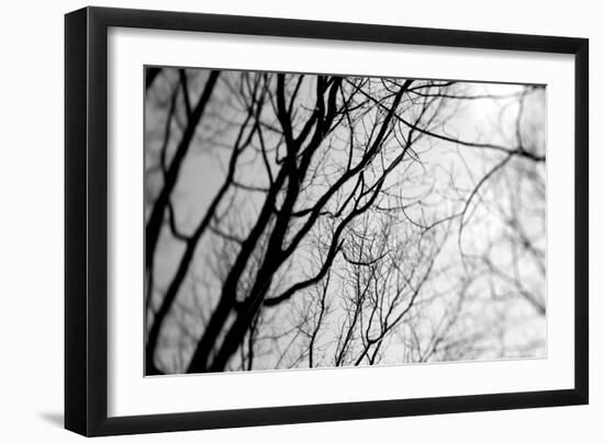 BW Trees 02-Tom Quartermaine-Framed Giclee Print