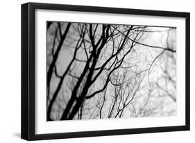 BW Trees 02-Tom Quartermaine-Framed Giclee Print