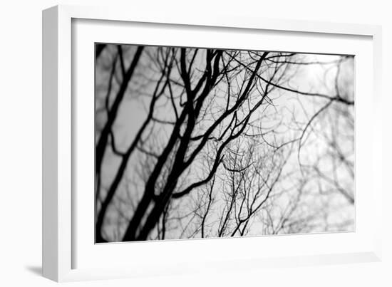 BW Trees 02-Tom Quartermaine-Framed Giclee Print