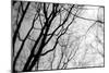 BW Trees 02-Tom Quartermaine-Mounted Giclee Print