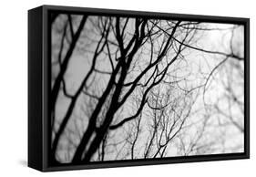 BW Trees 02-Tom Quartermaine-Framed Stretched Canvas