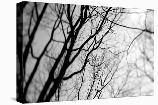 BW Trees 02-Tom Quartermaine-Stretched Canvas