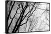 BW Trees 02-Tom Quartermaine-Framed Stretched Canvas