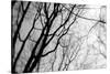 BW Trees 02-Tom Quartermaine-Stretched Canvas