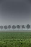 grove in the fog-By-Photographic Print