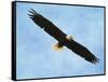 By His Grace Bald Eagle-Jai Johnson-Framed Stretched Canvas