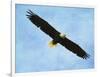 By His Grace Bald Eagle-Jai Johnson-Framed Giclee Print