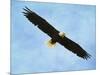 By His Grace Bald Eagle-Jai Johnson-Mounted Giclee Print