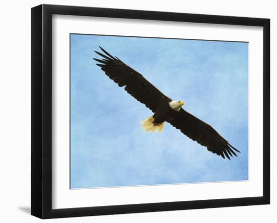 By His Grace Bald Eagle-Jai Johnson-Framed Giclee Print