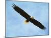 By His Grace Bald Eagle-Jai Johnson-Mounted Giclee Print