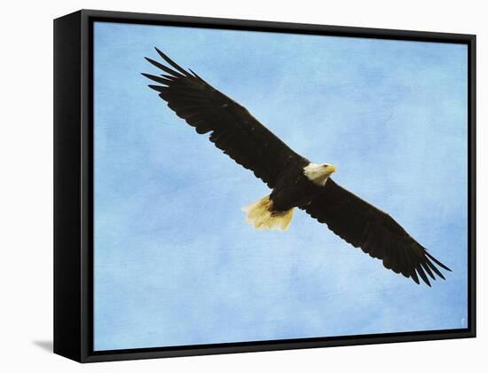 By His Grace Bald Eagle-Jai Johnson-Framed Stretched Canvas