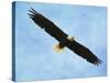 By His Grace Bald Eagle-Jai Johnson-Stretched Canvas